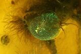 Detailed Fossil Caddisfly & Wasp In Baltic Amber - Blue Eyes! #166204-2